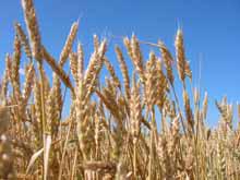 agro