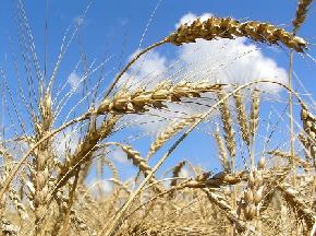 agro_politika