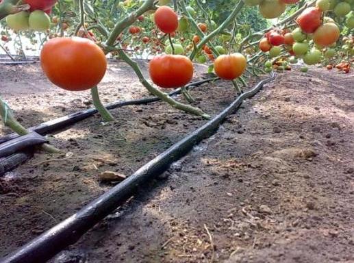 купить систему капельного полива