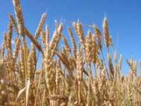 agro